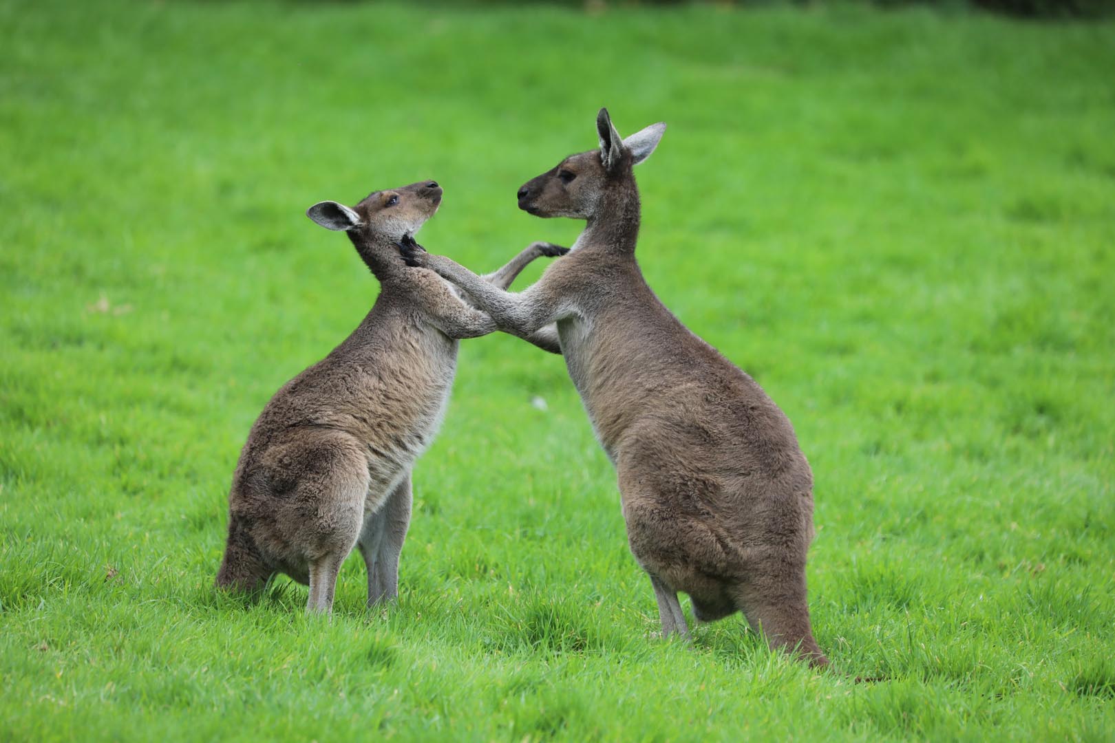 Two kangaroos play fighting on the grass IMAGE: Sarah Sia (2021)